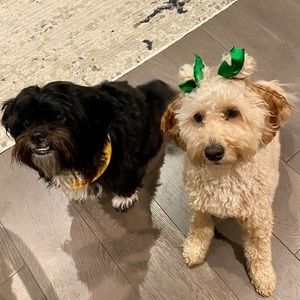 Meet your Posher, Debbie